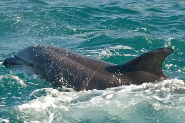 Bottlenose dolphin. Pic:  Daniel Murphy/The Wildlife Trusts/PA