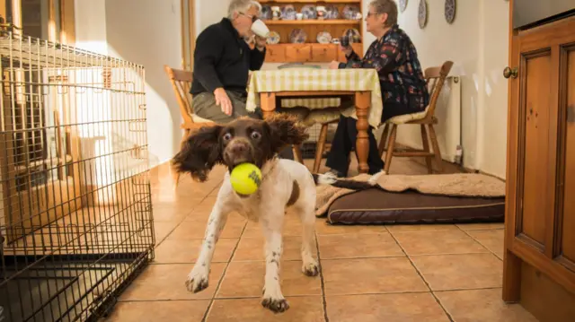 Dog catching tennis ball