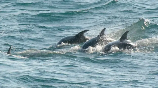 Dolphins