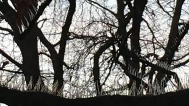 Bird spikes in tree