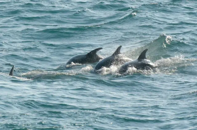 Dolphins in Cornwall