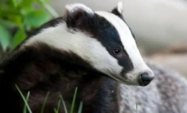 Badger