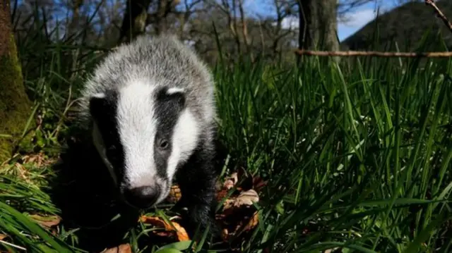 Badger