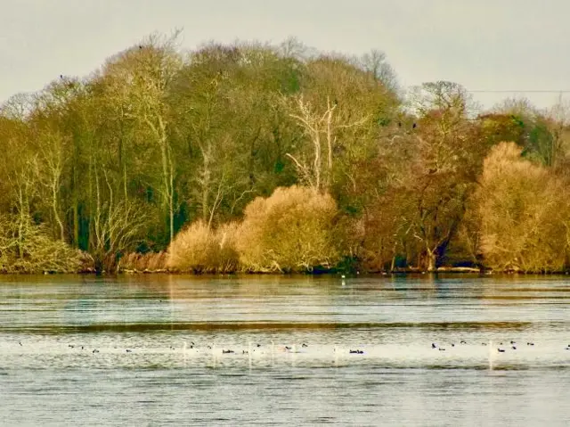 Water and trees