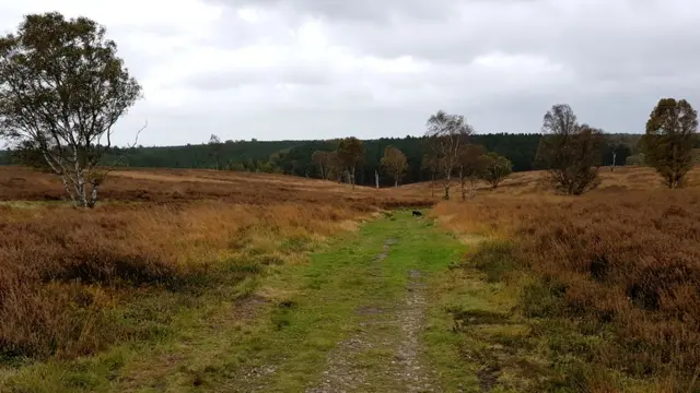 Cannock Chase