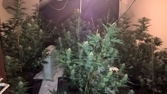 Cannabis farm