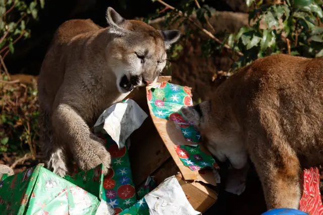 Cougar cubs open some presents