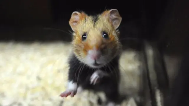 Hamster