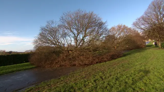 Felled tree