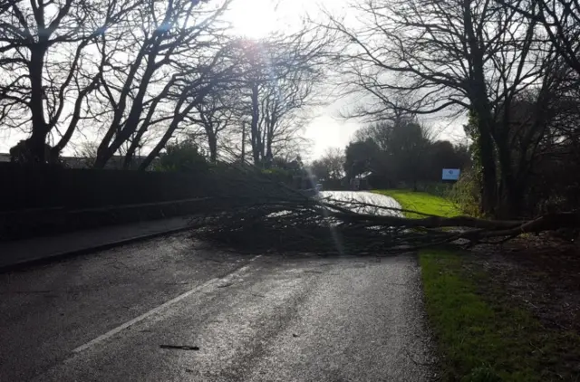 Fallen Tree