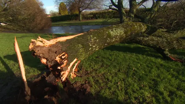 Fallen tree