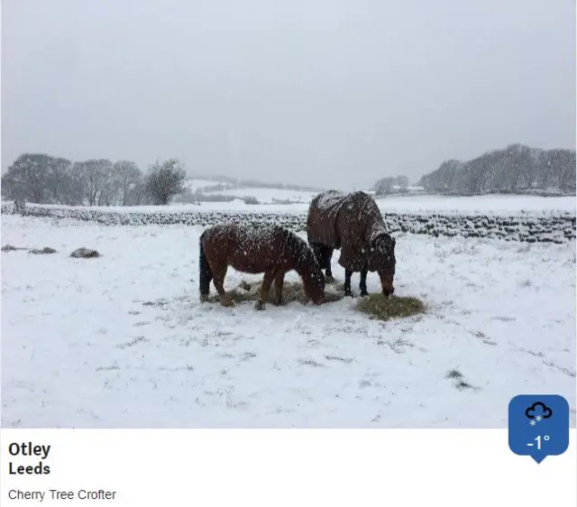 Two horses in Otley