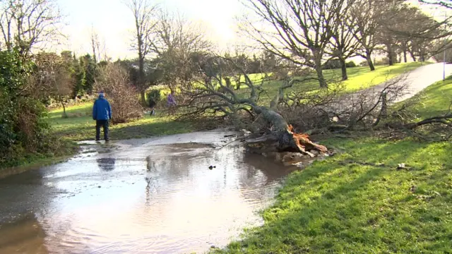 Fallen tree