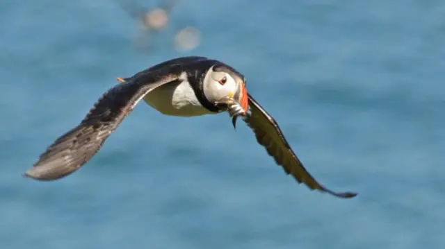 A puffin flying with a fish in its beak.