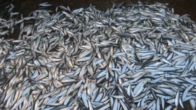 Herring are among the cold water species predicted to vanish from Scotland's west coast