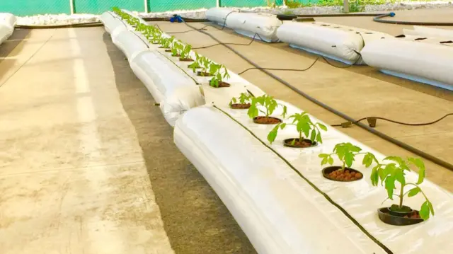 Small plants being grown in hydroponics