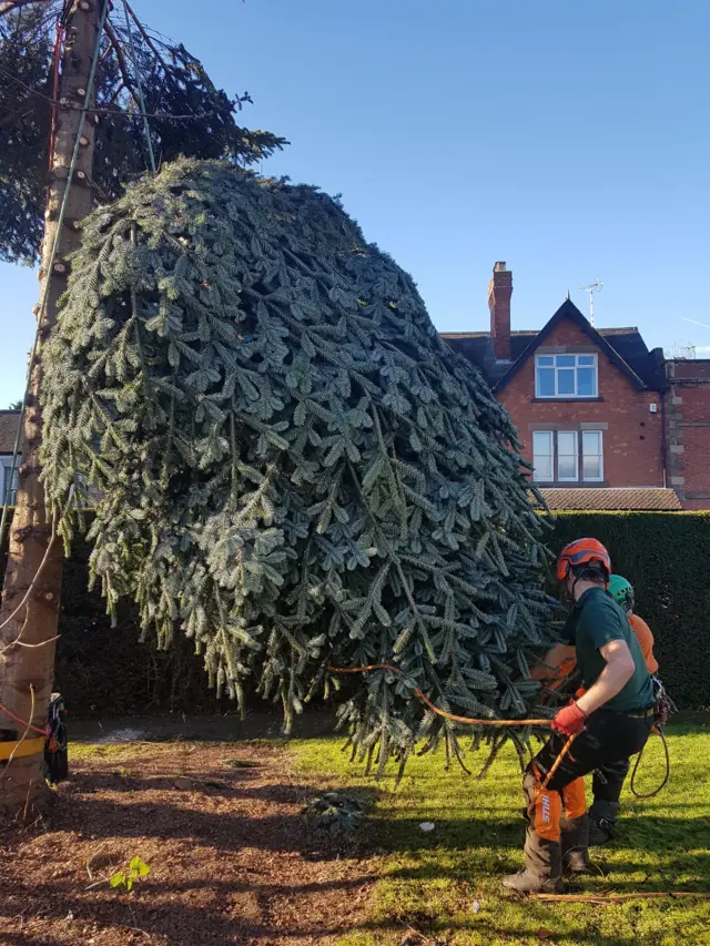 Tree being cut down