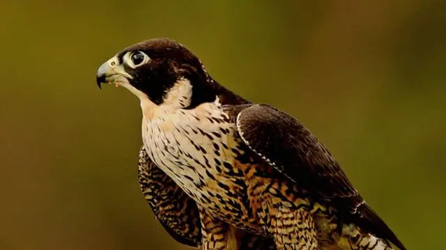 Peregrines