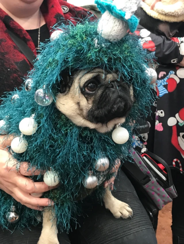 Pug dressed as a Christmas tree