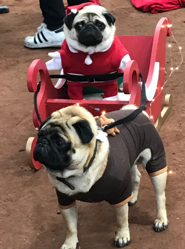 Pugs dressed up