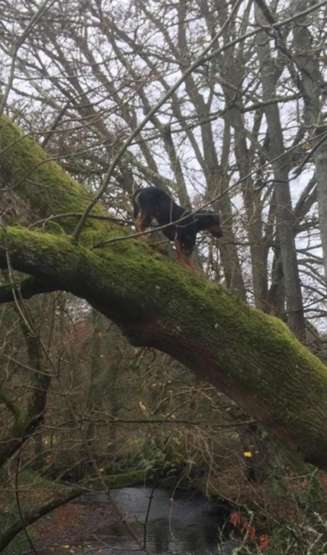 dog up tree