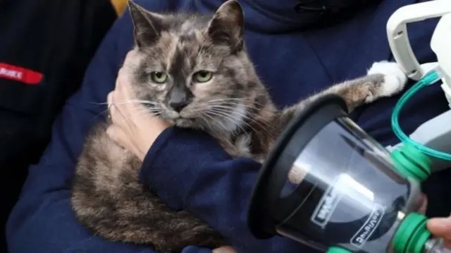 cat with mask