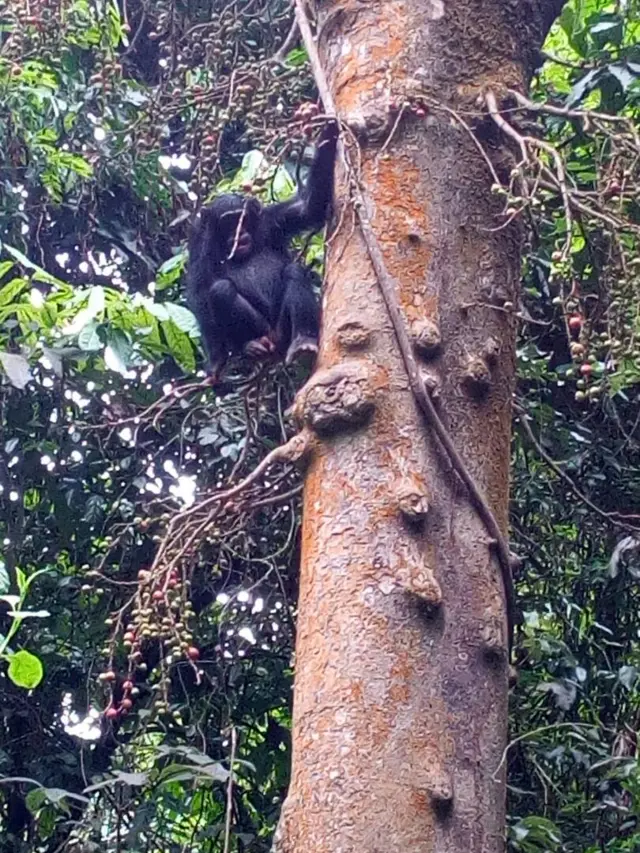 A monkey in Burundi