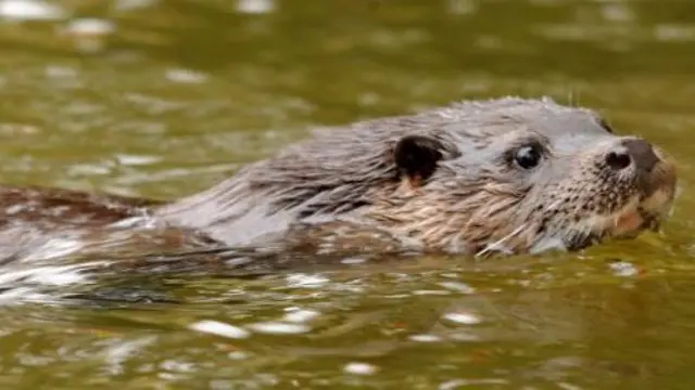 An otter