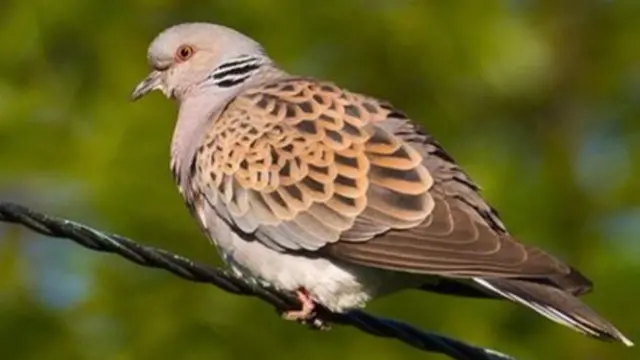 turtle dove