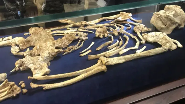 The Little Foot fossilised hominid skeleton is unveiled for the first time to the public at the University of the Witwatersrand in Johannesburg on December 6, 2017.