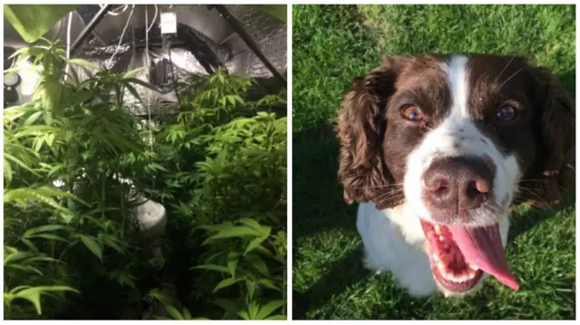 Cannabis factory and dog