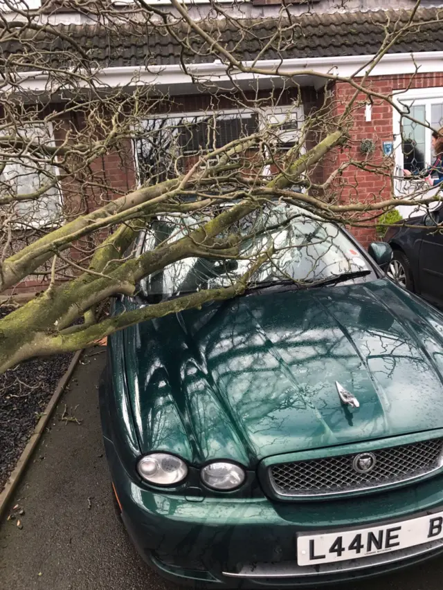 tree fall car