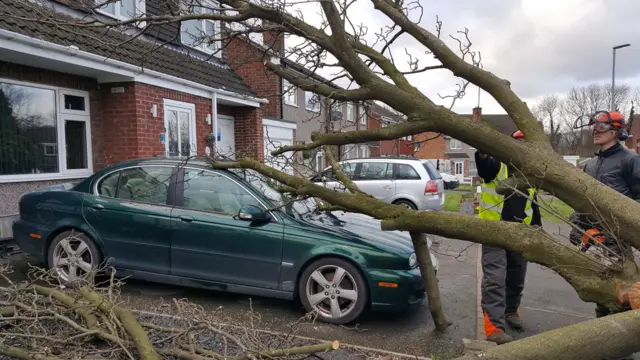 tree fall car