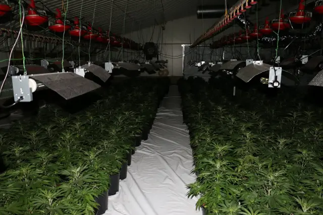 The cannabis farm