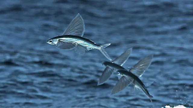 Flying fish