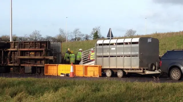 Turkeys being rescued