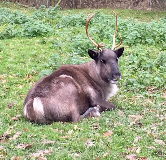 Reindeer