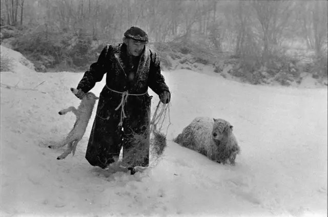 Ivor Brock rescuing a lamb in Dolton, February 1978