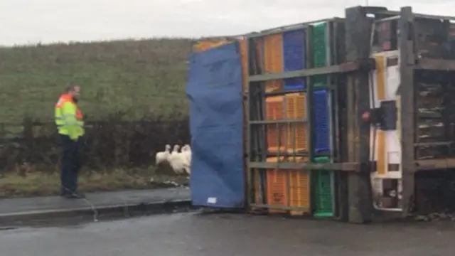 Turkeys by side of road and overturned lorry