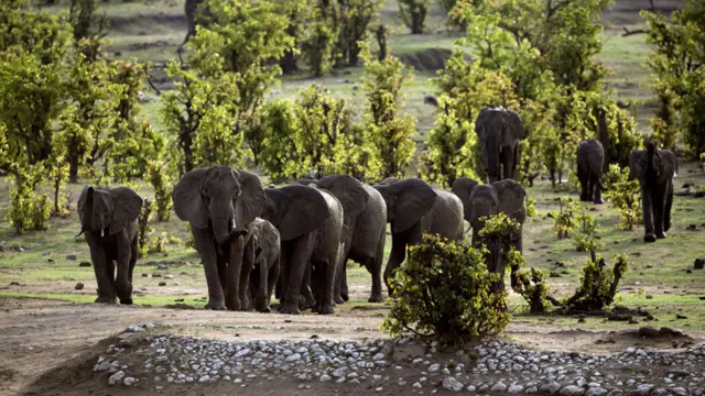 Elephants