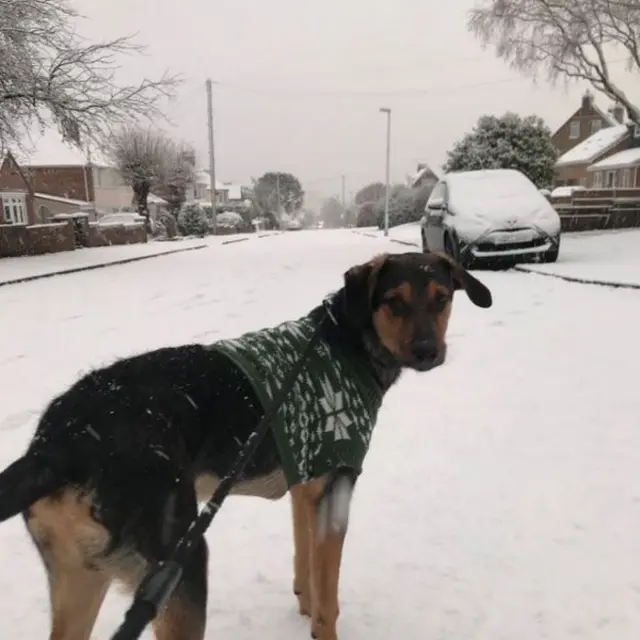 Dog in a jumper, in the snow