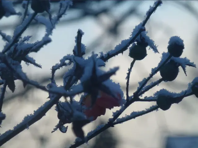 Snow on a tree in Wem