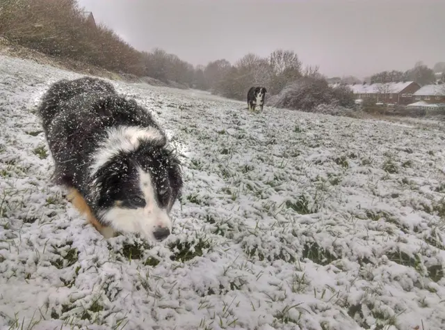 Dogs in snow in Redditch