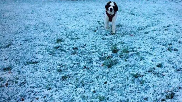 Dog in the snow in Shropshire