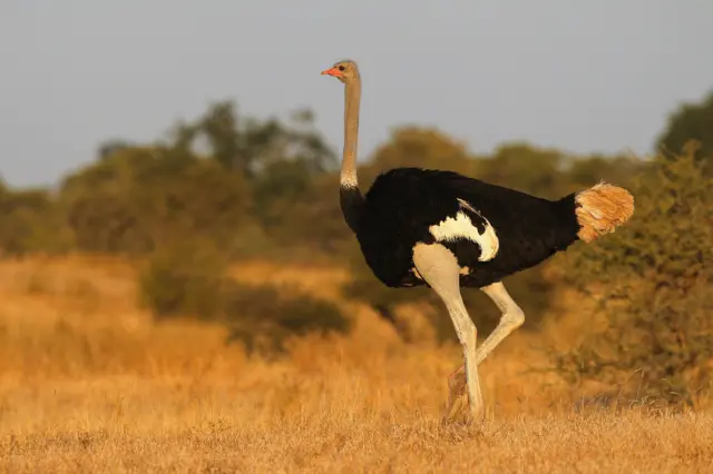 An ostrich walks at the Mashatu game reserve on July 25, 2010 in Mashatu game reserve, Botswana