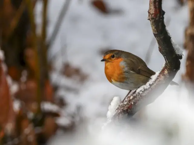 Madeley robin