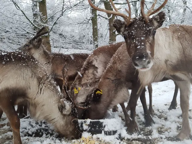 Reindeer at Dudley Zoo