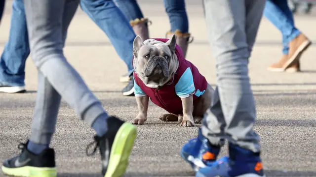 Dog outside Olympic Stadium