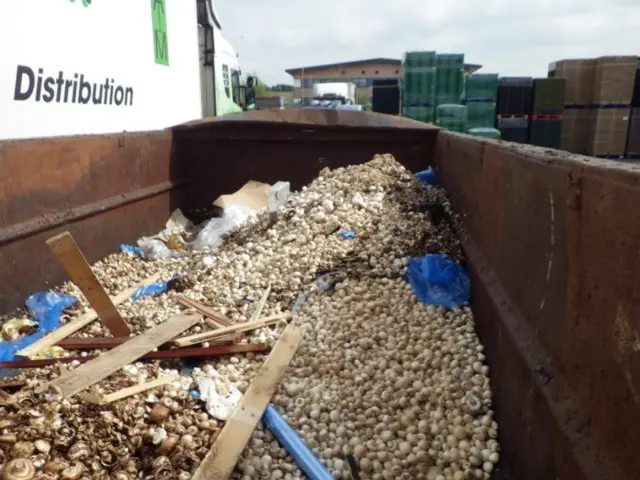 Skip full of decomposing mushrooms