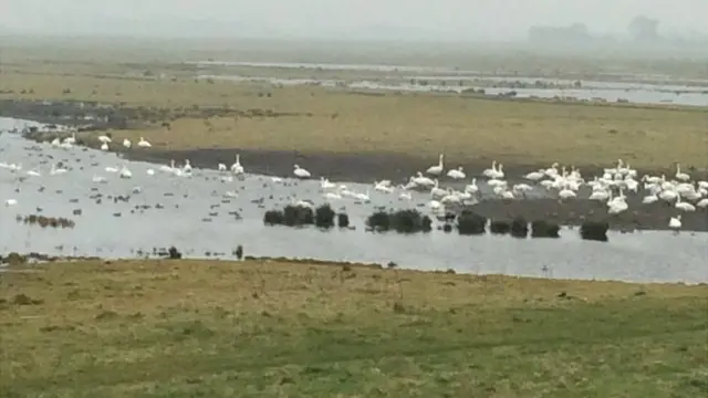 Swans at Welney